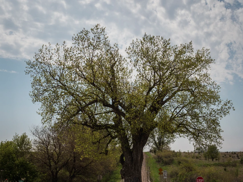 Tree in the Middle of the Road Brayton, Iowa Travel Iowa