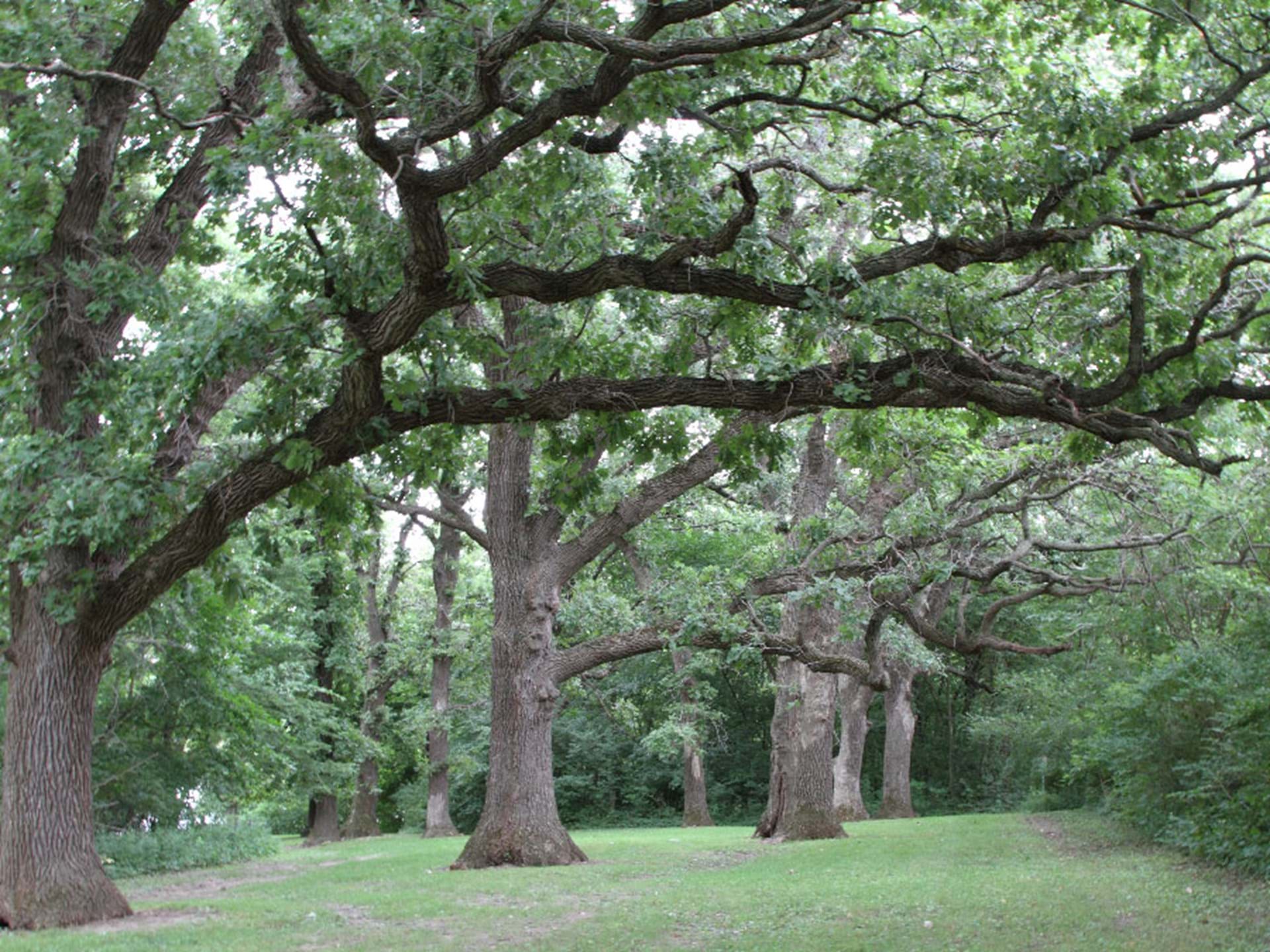 Oak Grove at Fort Des Moines Park