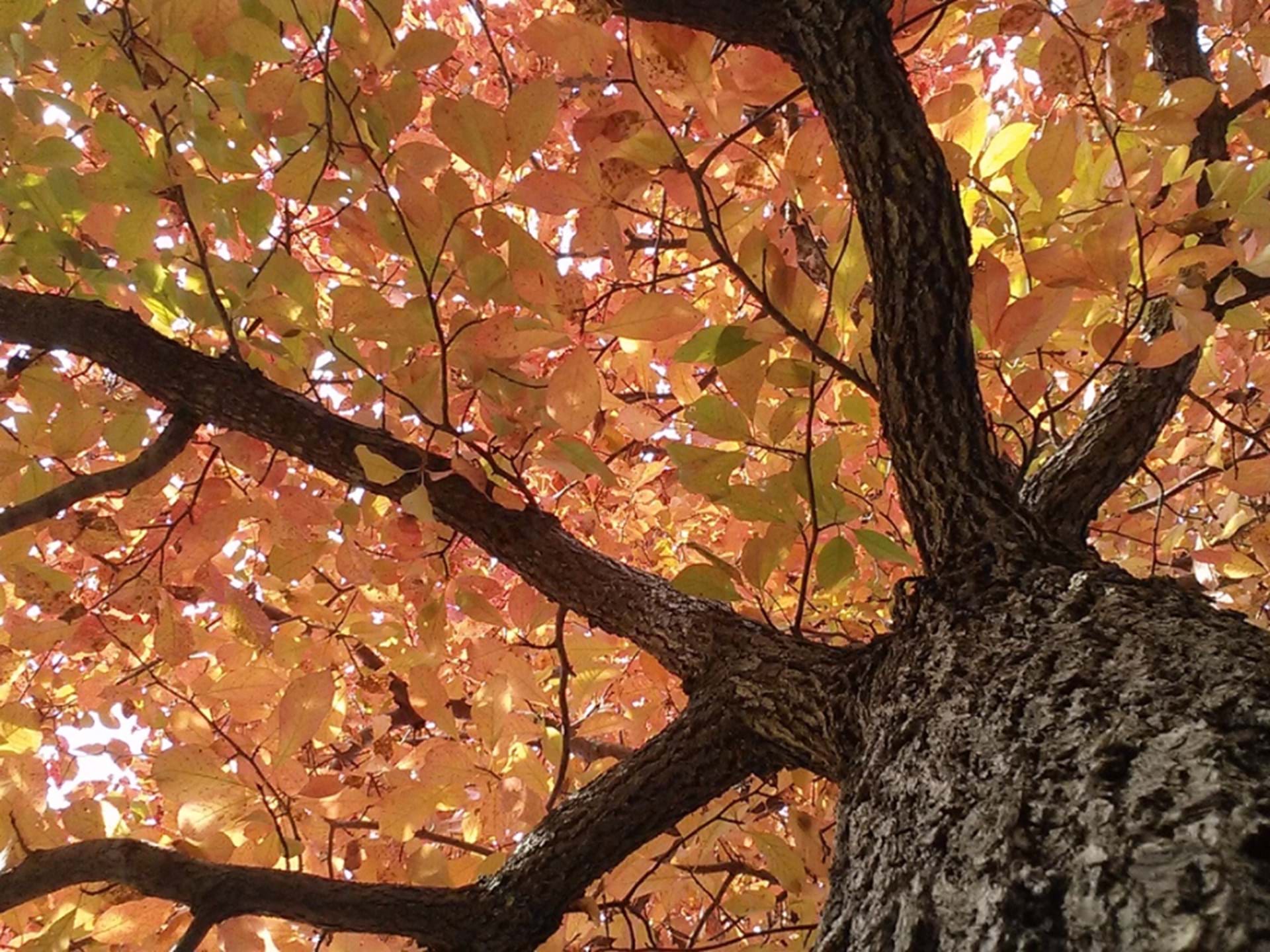 Autumn Under the Tupelo by Wingert