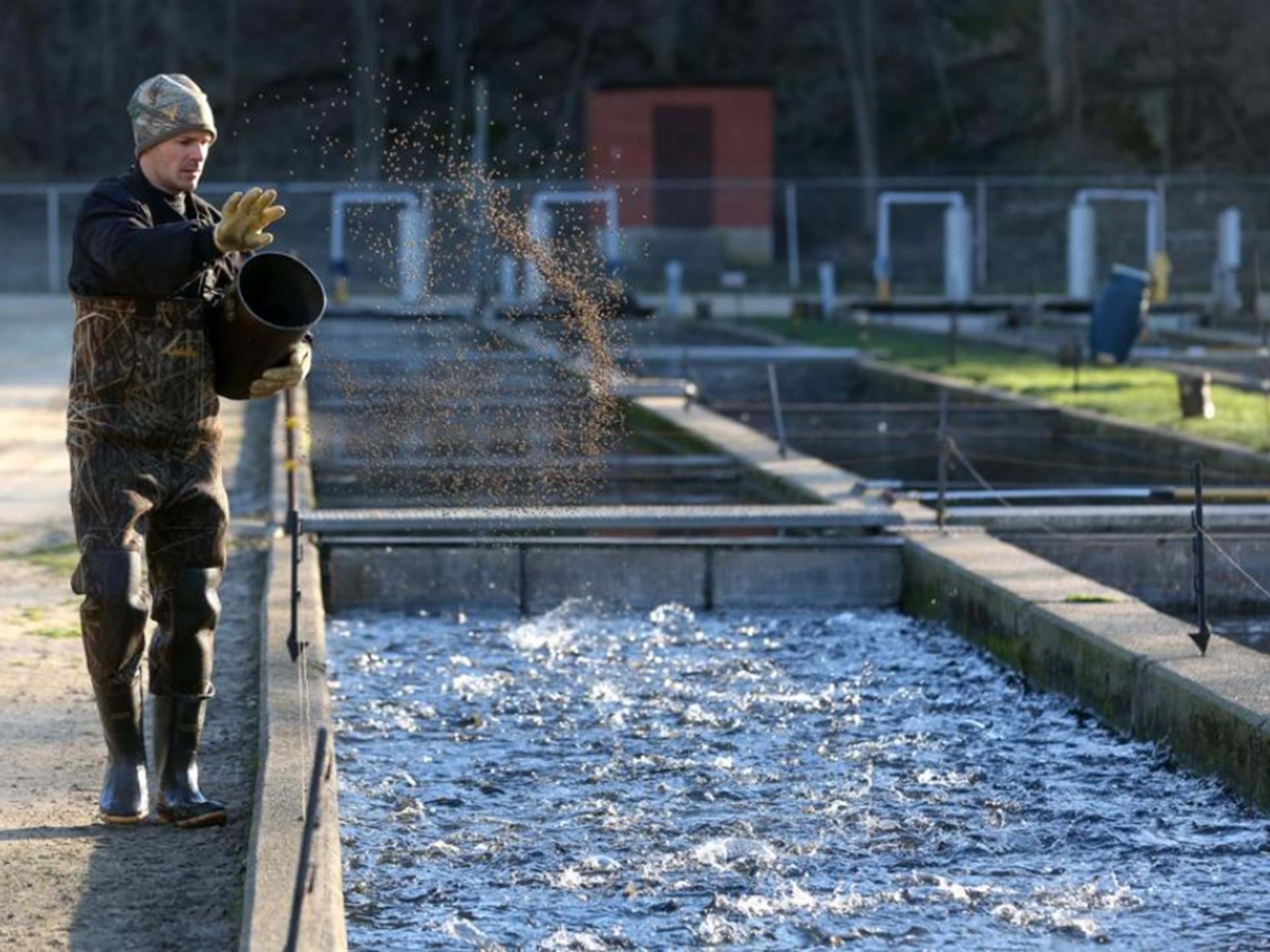 Manchester State Trout Hatchery Manchester, Iowa Travel Iowa