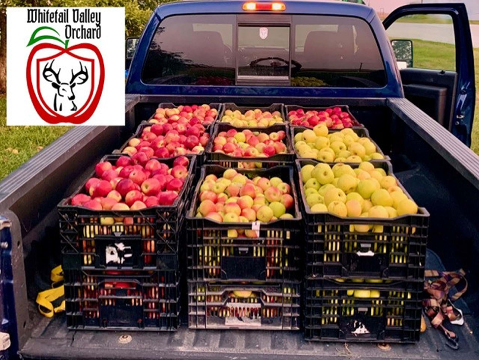  Lots of different apples
