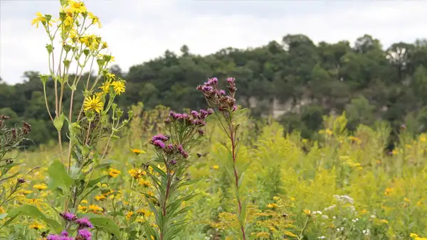 Decorah Community Prairie and Butterfly Garden